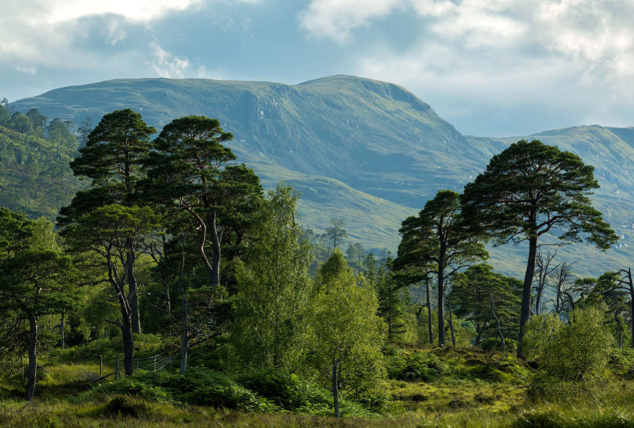 One Order, One Tree: Supporting Scotland’s Native Forests